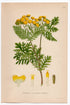 1926 Tansy (Tanacetum vulgare) Lindman antique botanical print, plate 016