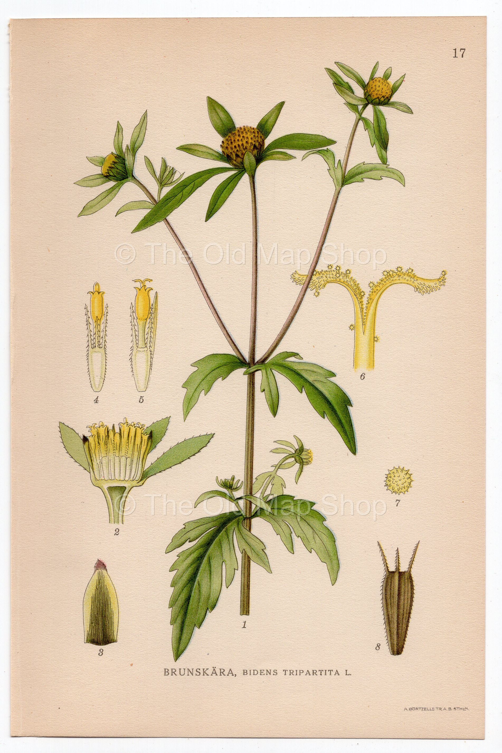 1926 Three-Lobe Beggarticks (Bidens tripartita) Lindman antique botanical print, plate 017
