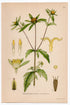 1926 Three-Lobe Beggarticks (Bidens tripartita) Lindman antique botanical print, plate 017