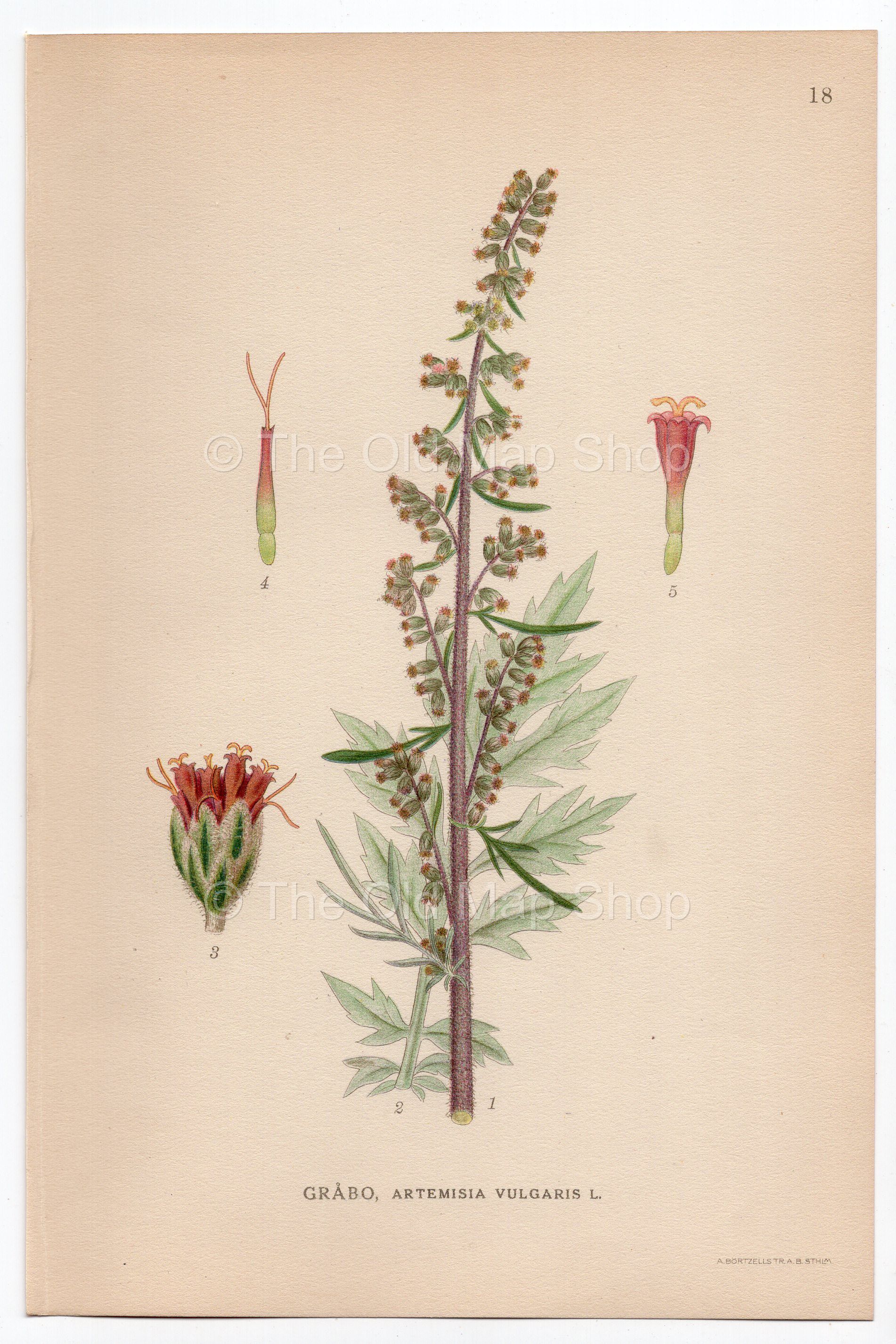 1926 Mugwort, Wormwood (Artemisia vulgaris) Lindman antique botanical print, plate 018