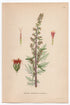 1926 Mugwort, Wormwood (Artemisia vulgaris) Lindman antique botanical print, plate 018