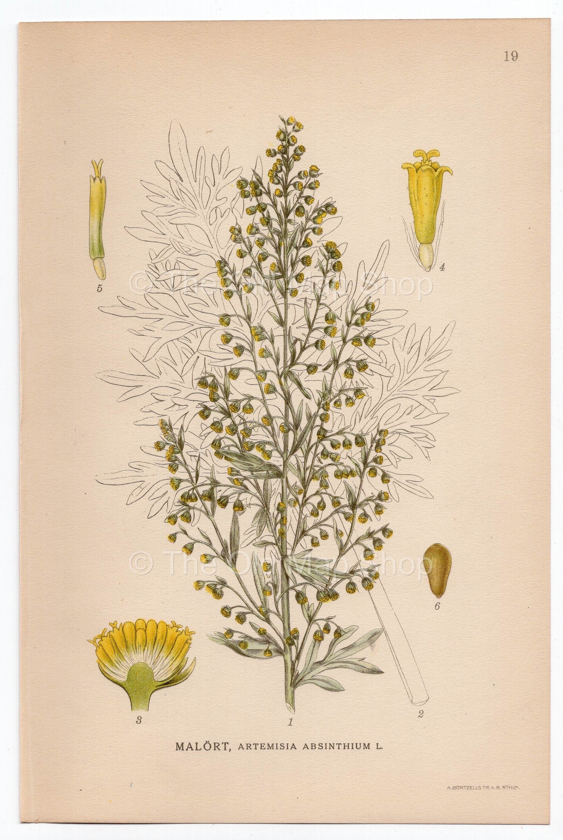 1926 Wormwood Absinthe (Artemisia absinthium) Lindman antique botanical print, plate 019
