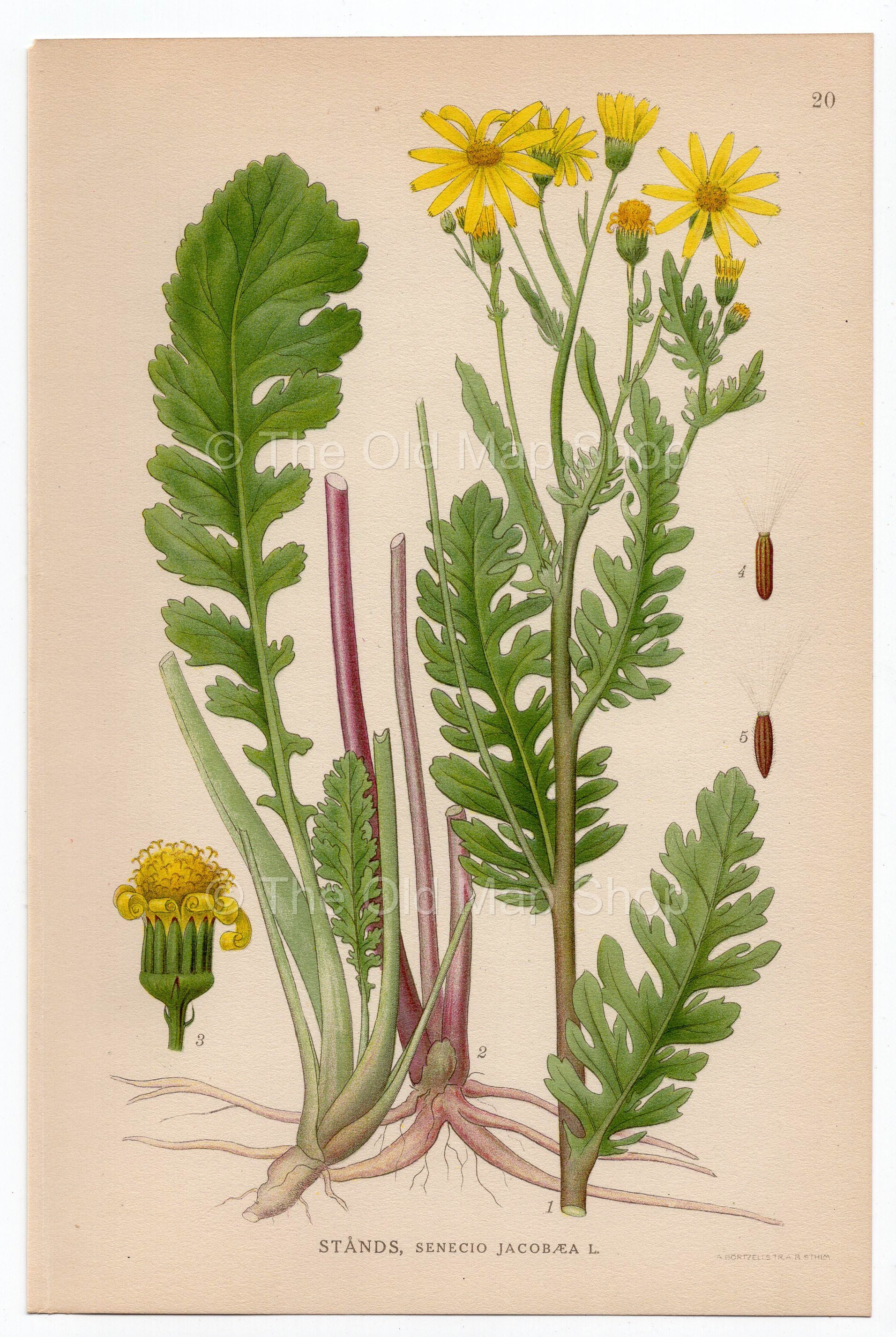 1926 Ragwort (Senecio jacobaea) Lindman antique botanical print, plate 020