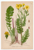 1926 Ragwort (Senecio jacobaea) Lindman antique botanical print, plate 020