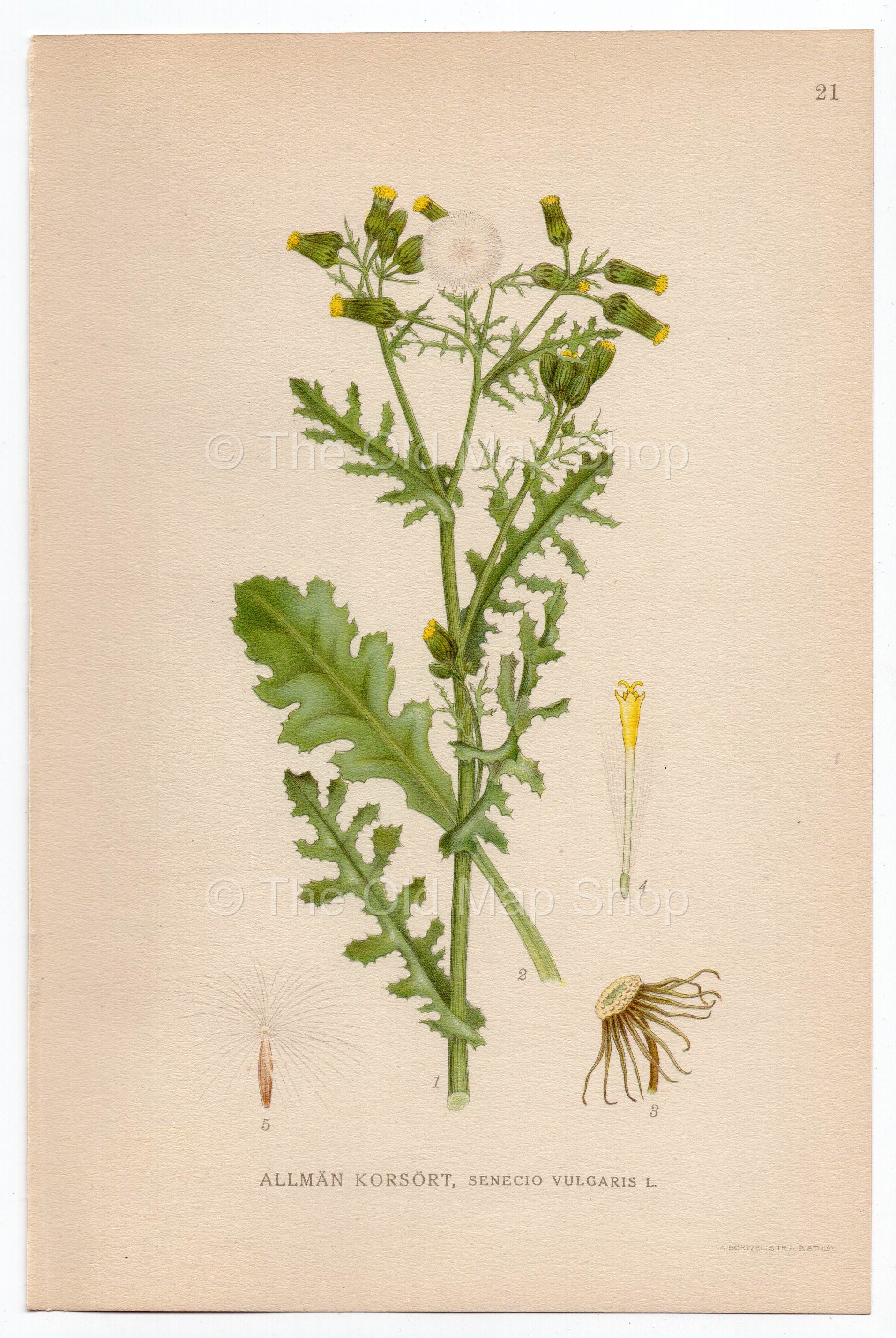 1926 Groundsel (Senecio vulgaris) Lindman antique botanical print, plate 021
