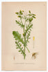 1926 Groundsel (Senecio vulgaris) Lindman antique botanical print, plate 021