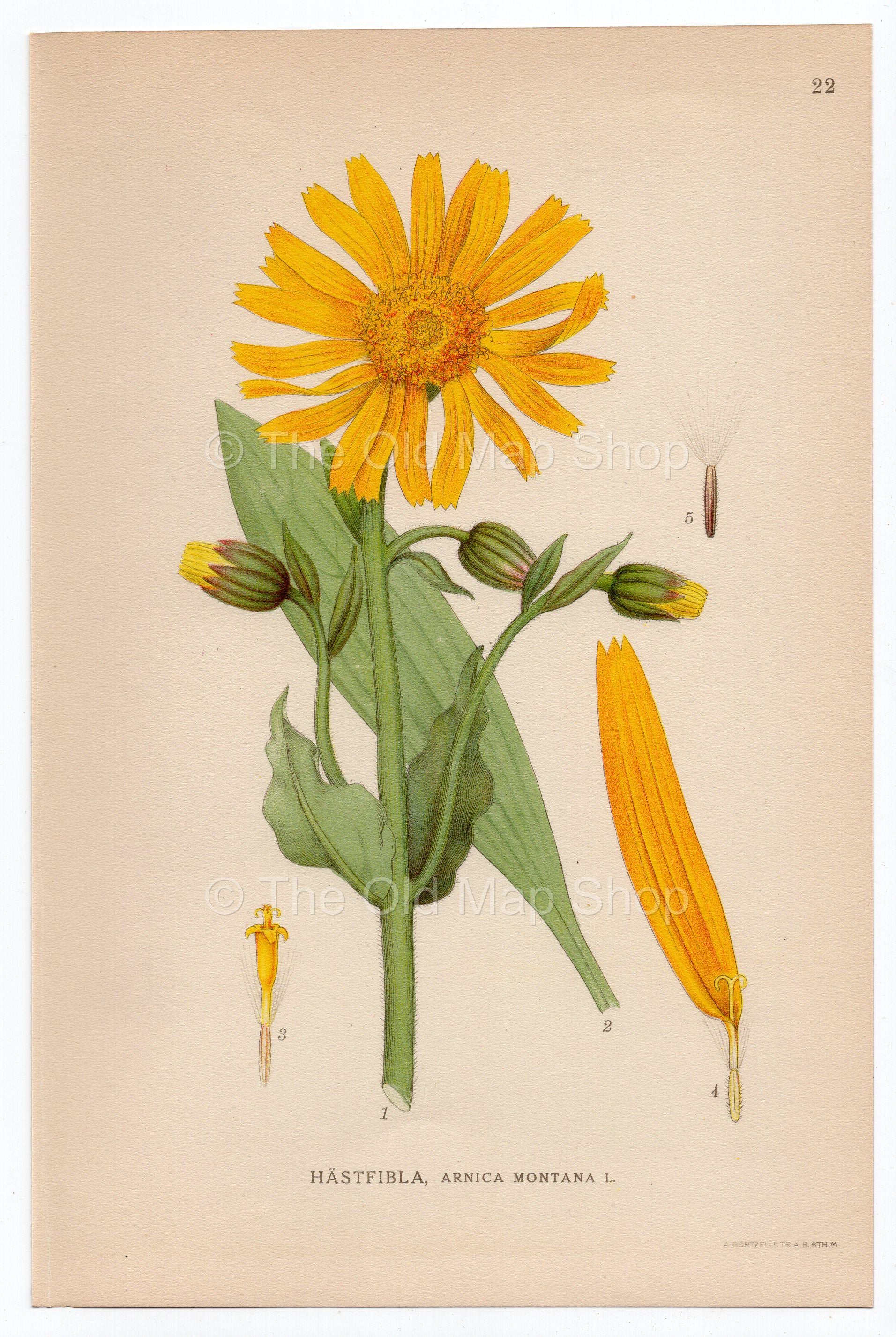 1926 Wolf's Bane, Leopard's Bane (Arnica Montana) Lindman antique botanical print, plate 022