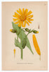 1926 Wolf's Bane, Leopard's Bane (Arnica Montana) Lindman antique botanical print, plate 022
