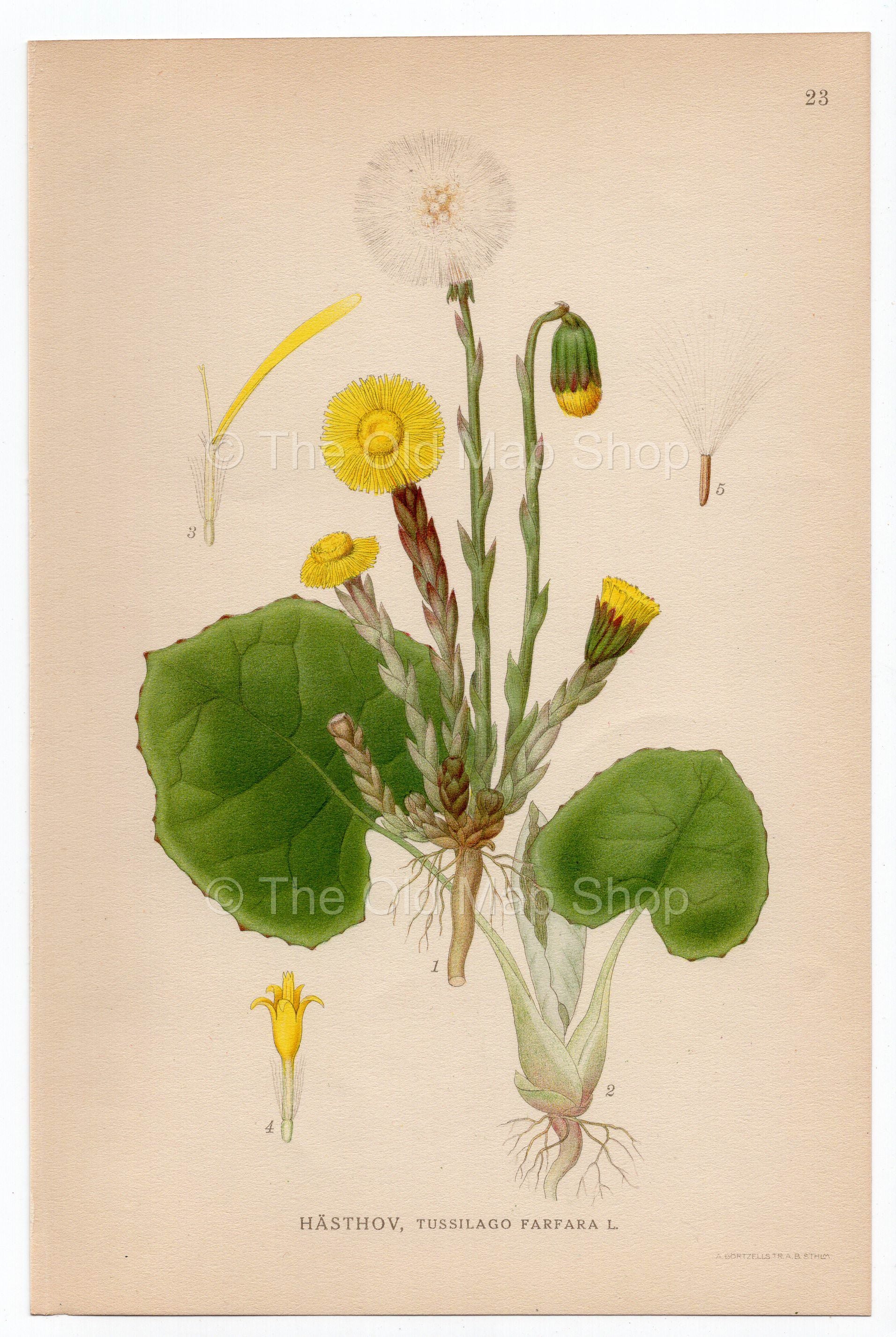 1926 Coltsfoot (Tussilago farfara) Lindman antique botanical print, plate 023