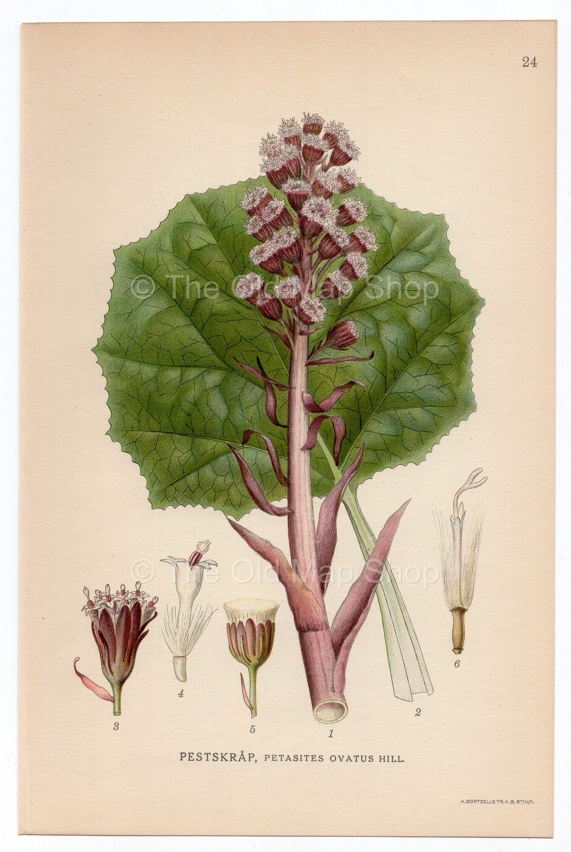 1926 Butterbur (Petasites ovatus) Lindman antique botanical print, plate 024