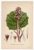 1926 Butterbur (Petasites ovatus) Lindman antique botanical print, plate 024