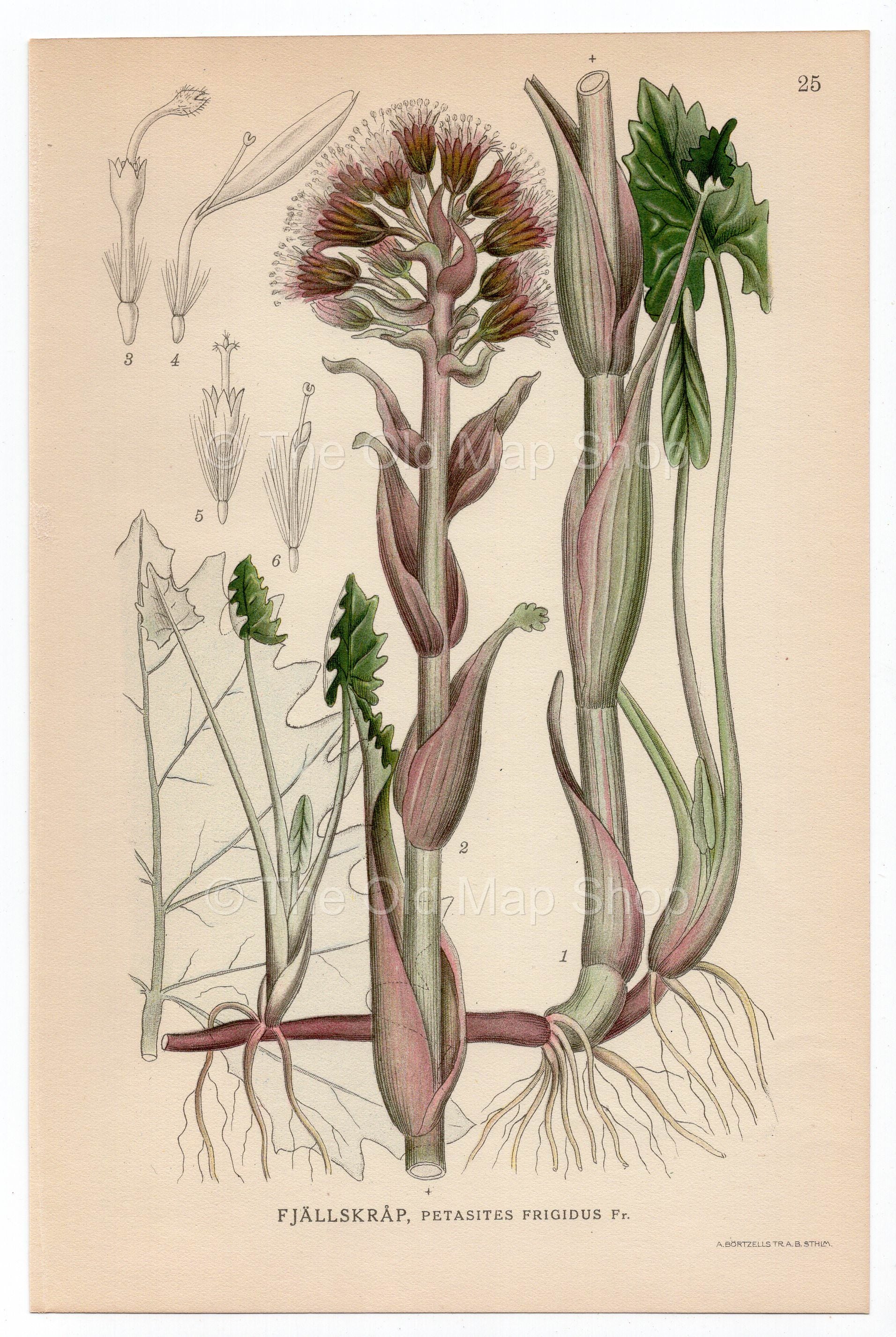 1926 Arctic Sweet Coltsfoot (Petasites frigidus) Lindman antique botanical print, plate 025