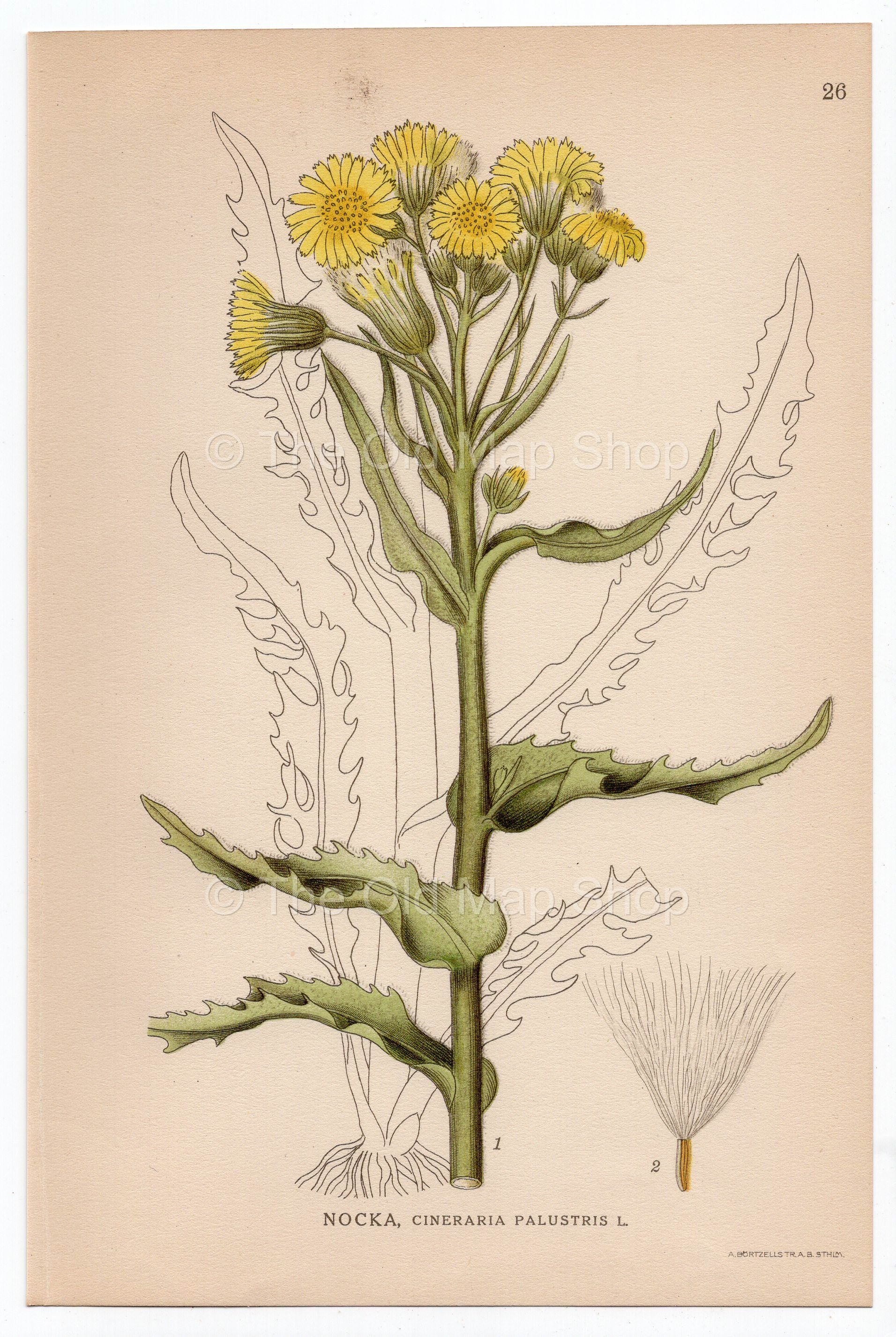 1926 Marsh Fleabane (Cineraria palustris) Lindman antique botanical print, plate 026