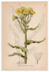 1926 Marsh Fleabane (Cineraria palustris) Lindman antique botanical print, plate 026