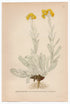 1926 Dwarf Everlast, Helichrysum Arenarium Moench Lindman antique botanical print, plate 027