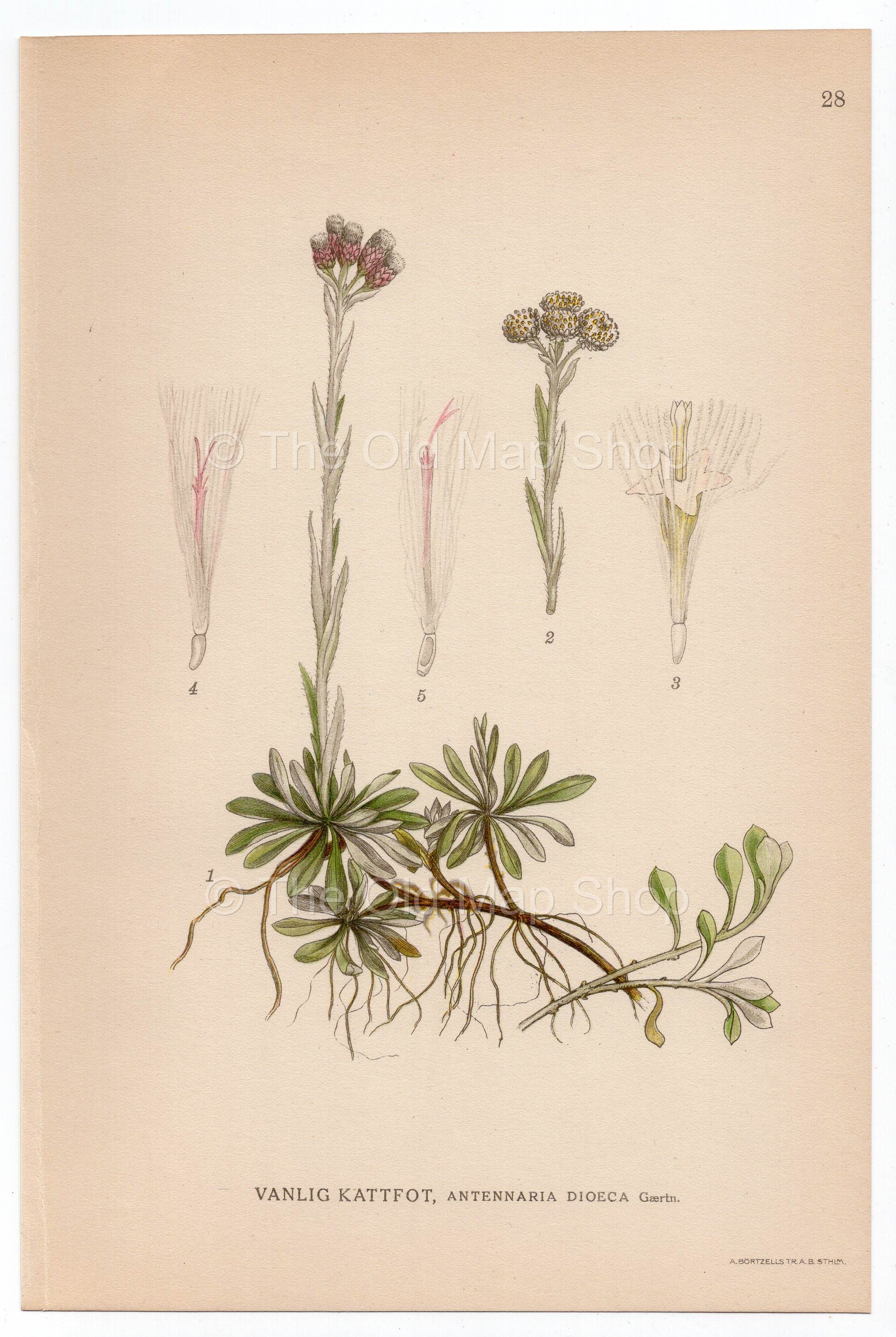 1926 Catsfoot, Cudweed (Antennaria dioica) Lindman antique botanical print, plate 028