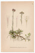 1926 Catsfoot, Cudweed (Antennaria dioica) Lindman antique botanical print, plate 028