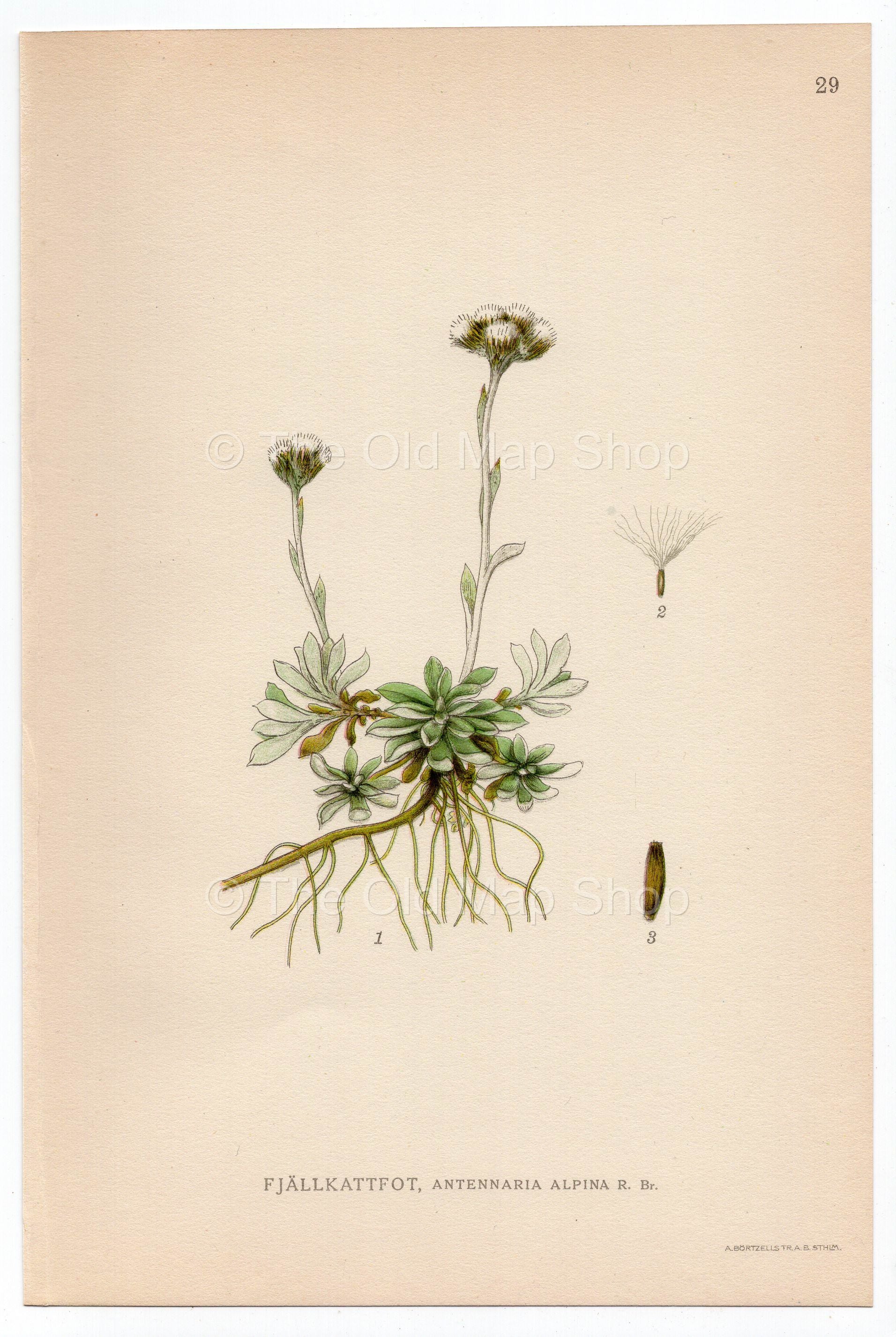 1926 Alpine Pussytoes, Catsfoot Lindman antique botanical print, plate 029