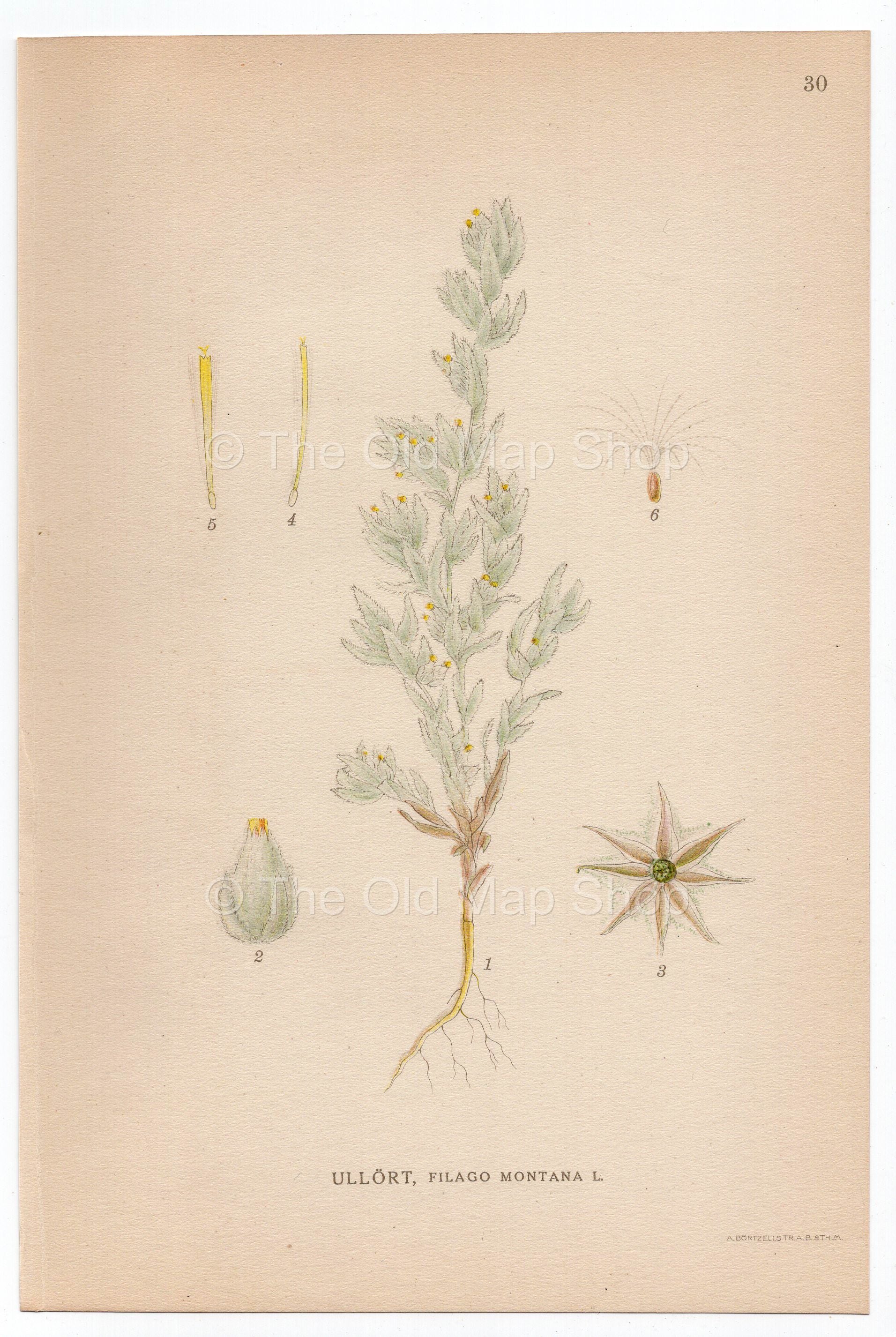 1926 Field Fluffweed, Cudweed (Filago montana) Lindman antique botanical print, plate 030