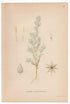 1926 Field Fluffweed, Cudweed (Filago montana) Lindman antique botanical print, plate 030