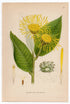 1926 Horse-heal, Elfdock (Inula helenium) Lindman antique botanical print, plate 031