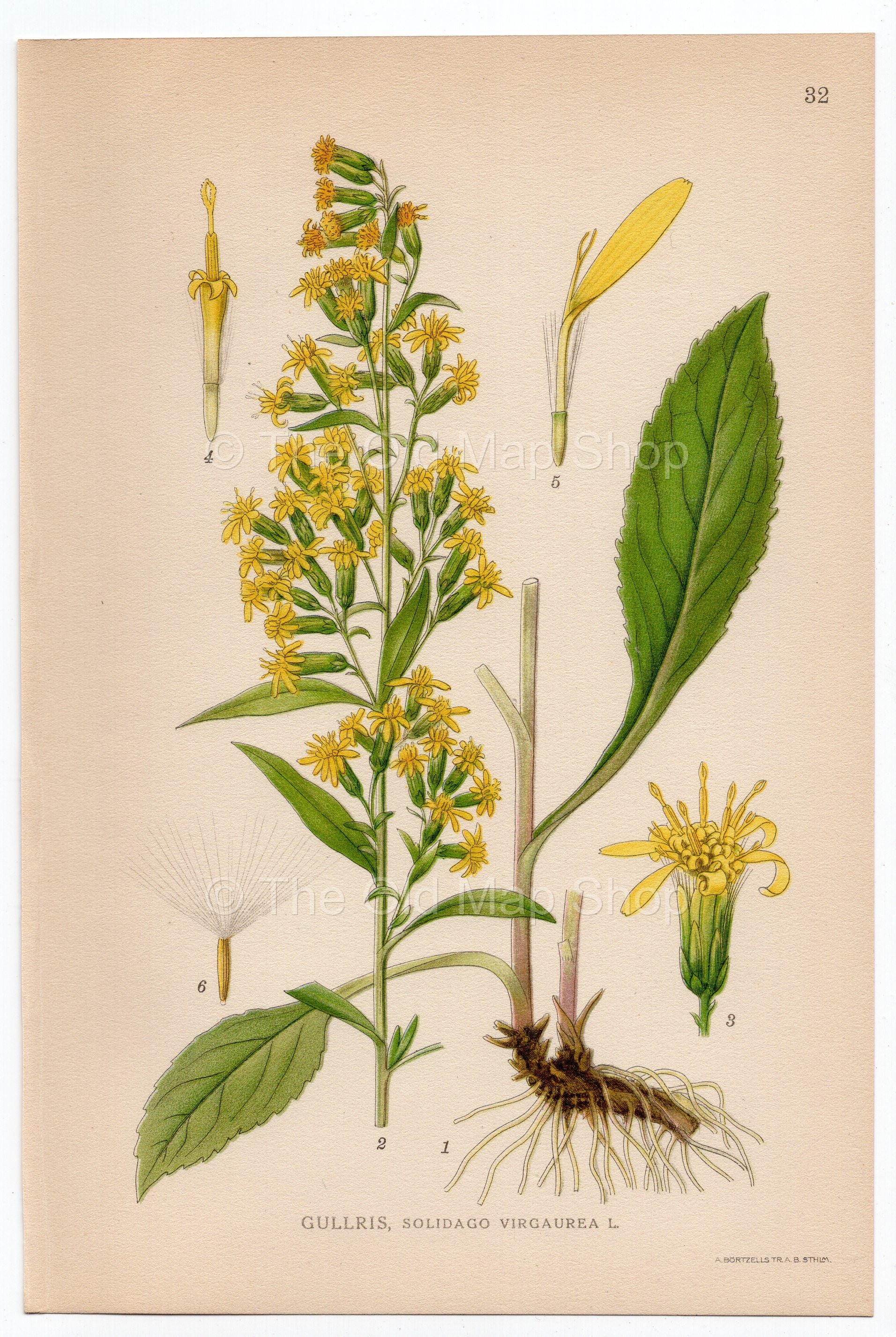 1926 European Goldenrod, Woundwort (Solidago virgaurea) Lindman antique botanical print, plate 032