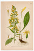 1926 European Goldenrod, Woundwort (Solidago virgaurea) Lindman antique botanical print, plate 032