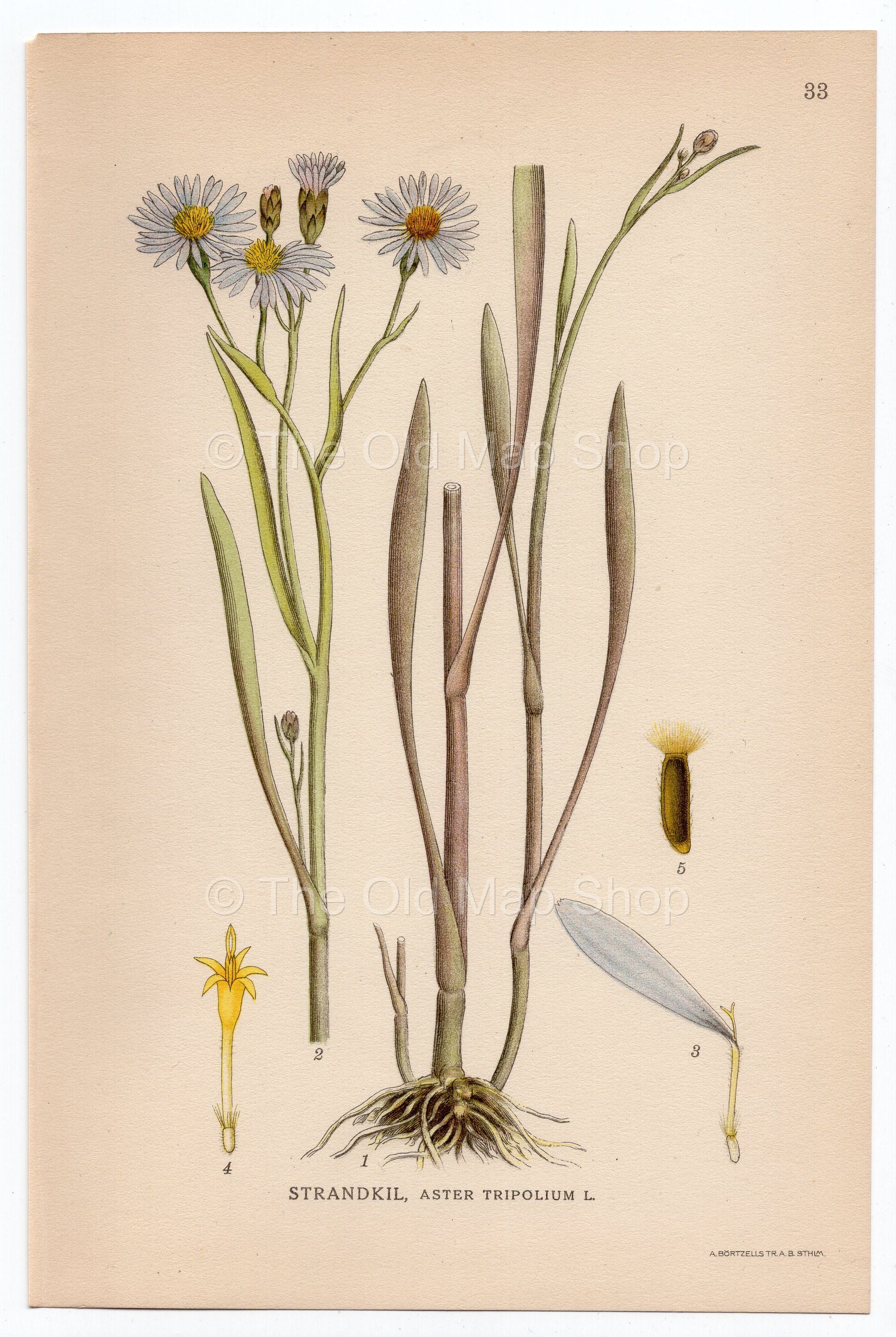 1926 Sea Aster, Seashore Aster (Aster tripolium) Lindman antique botanical print, plate 033