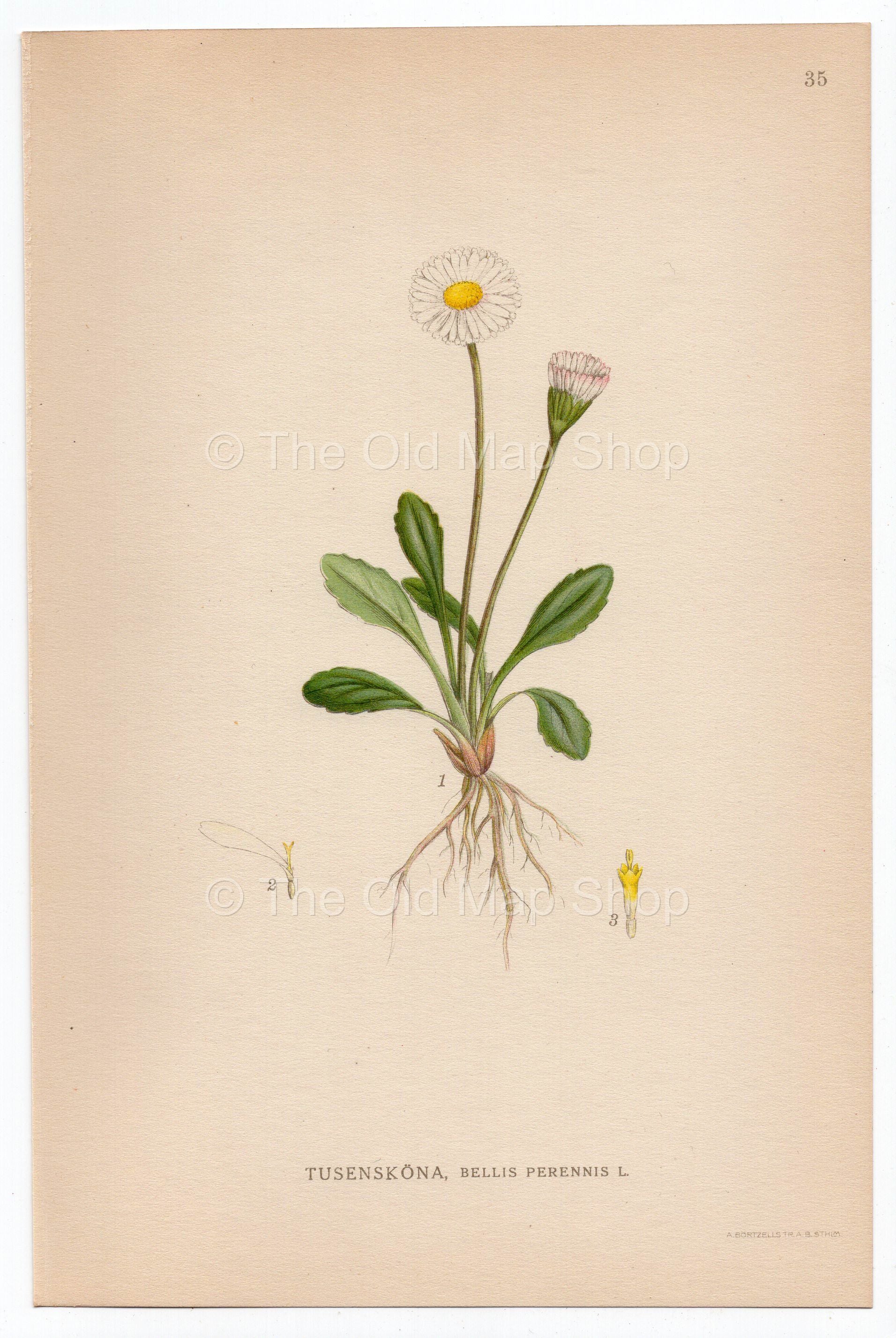 1926 Common English Daisy (Bellis perennis) Lindman antique botanical print, plate 035