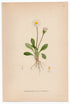 1926 Common English Daisy (Bellis perennis) Lindman antique botanical print, plate 035
