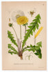 1926 Common Dandelion (Taraxacum officinale) Lindman antique botanical print, plate 036