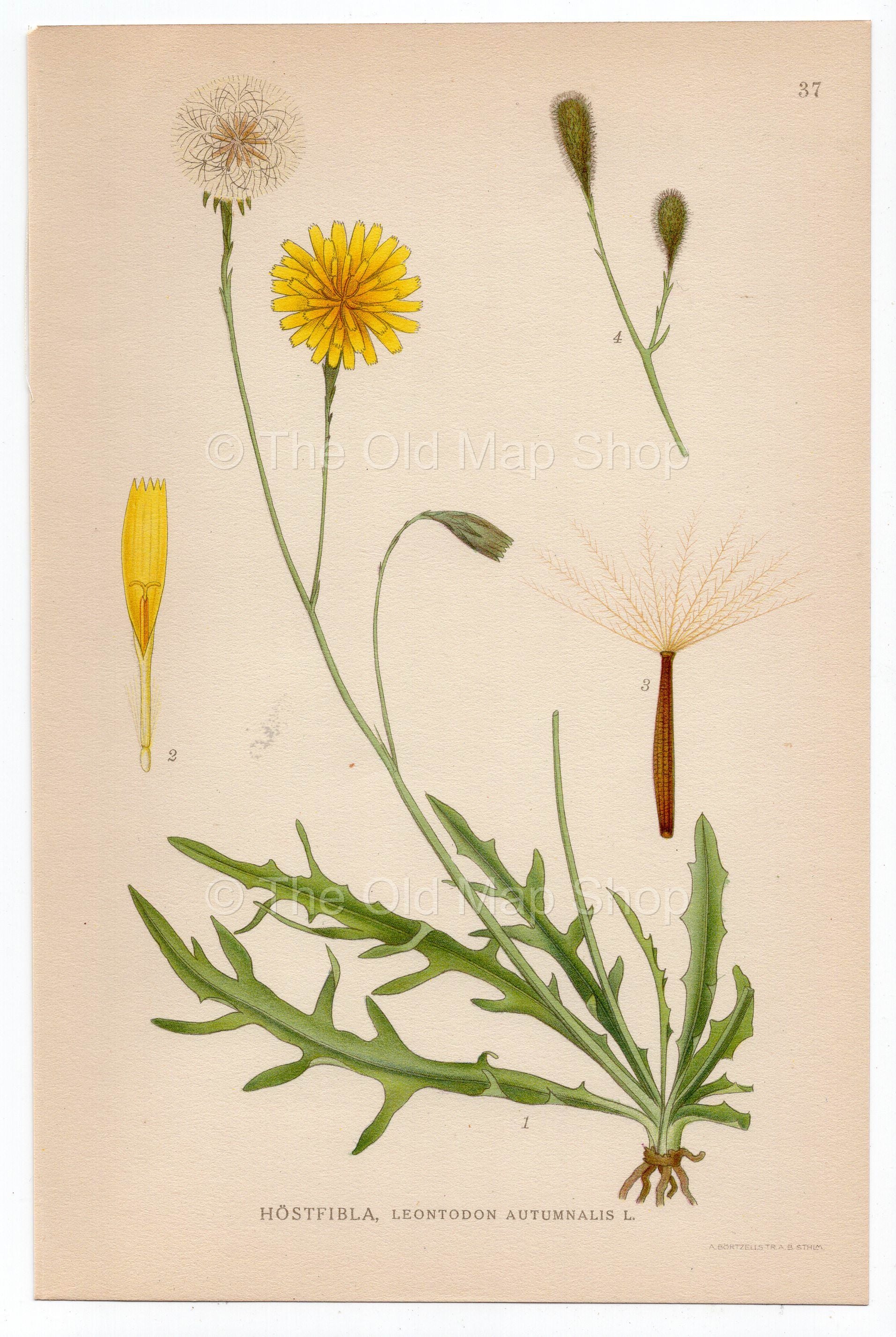 1926 Autumn Hawkbit, Fall Dandelion (Leontodon Autumnalis) Lindman antique botanical print, plate 037