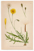 1926 Autumn Hawkbit, Fall Dandelion (Leontodon Autumnalis) Lindman antique botanical print, plate 037