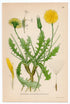 1926 Bitter Fleabane, Blue Fleabane Lindman antique botanical print, plate 034