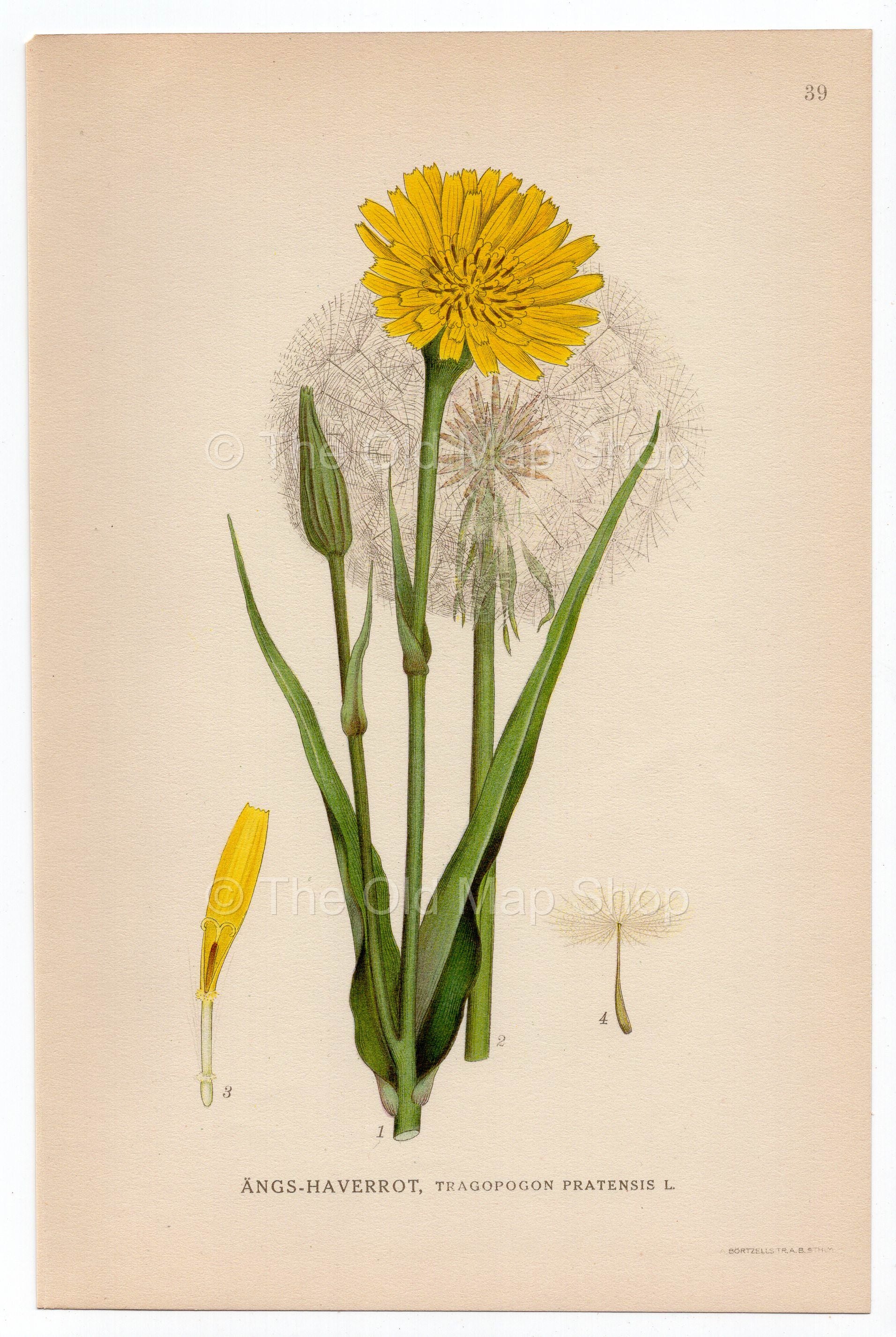 1926 Jack-go-to-bed-at-noon (Tragopogon pratensis) Lindman antique botanical print, plate 039