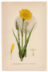 1926 Jack-go-to-bed-at-noon (Tragopogon pratensis) Lindman antique botanical print, plate 039