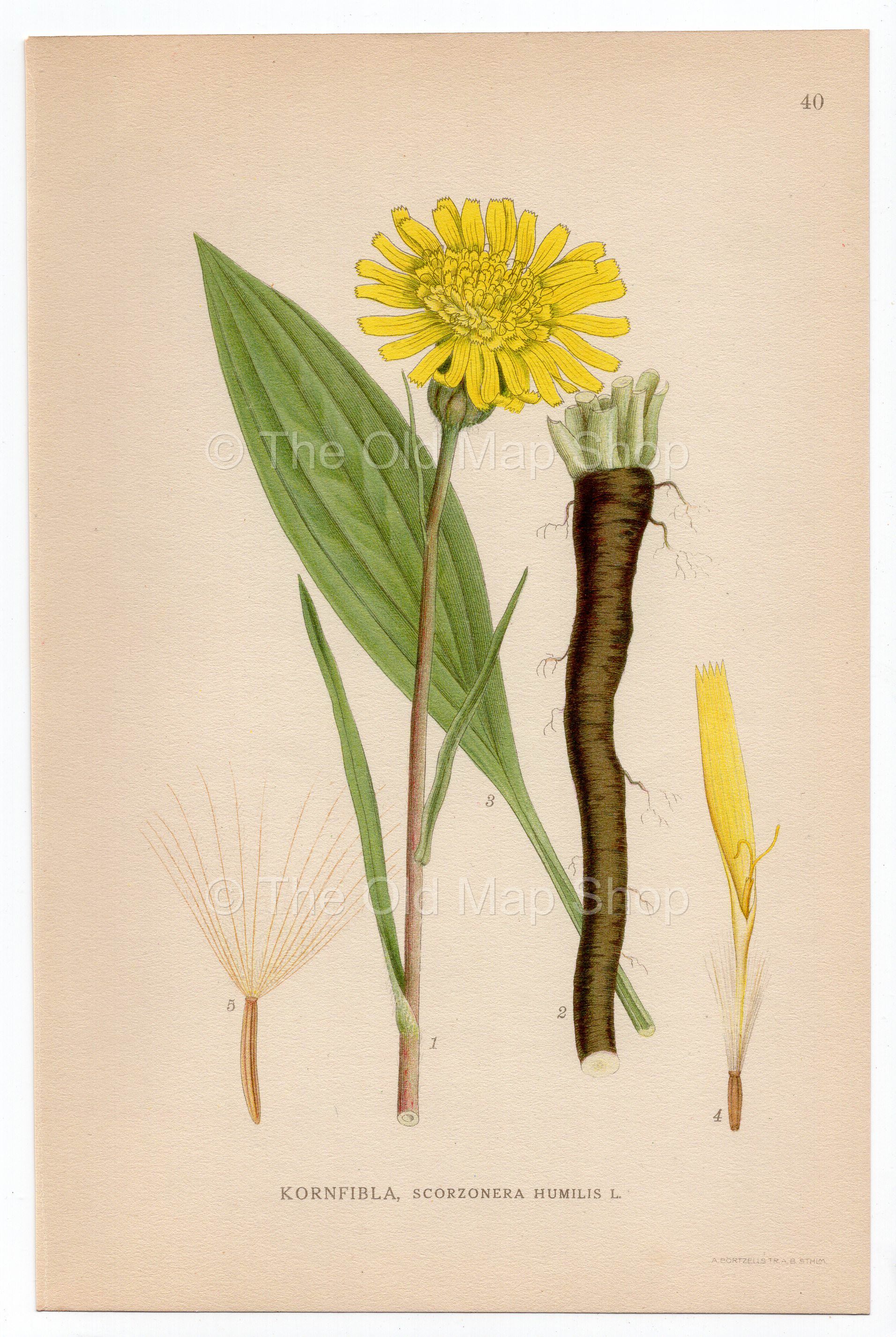 1926 Viper's-grass (Scorzonera humilis) Lindman antique botanical print, plate 040