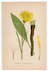 1926 Viper's-grass (Scorzonera humilis) Lindman antique botanical print, plate 040