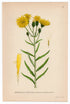 1926 Narrow-leaf Hawkweed (Hieracium umbellatum) Lindman antique botanical print, plate 041
