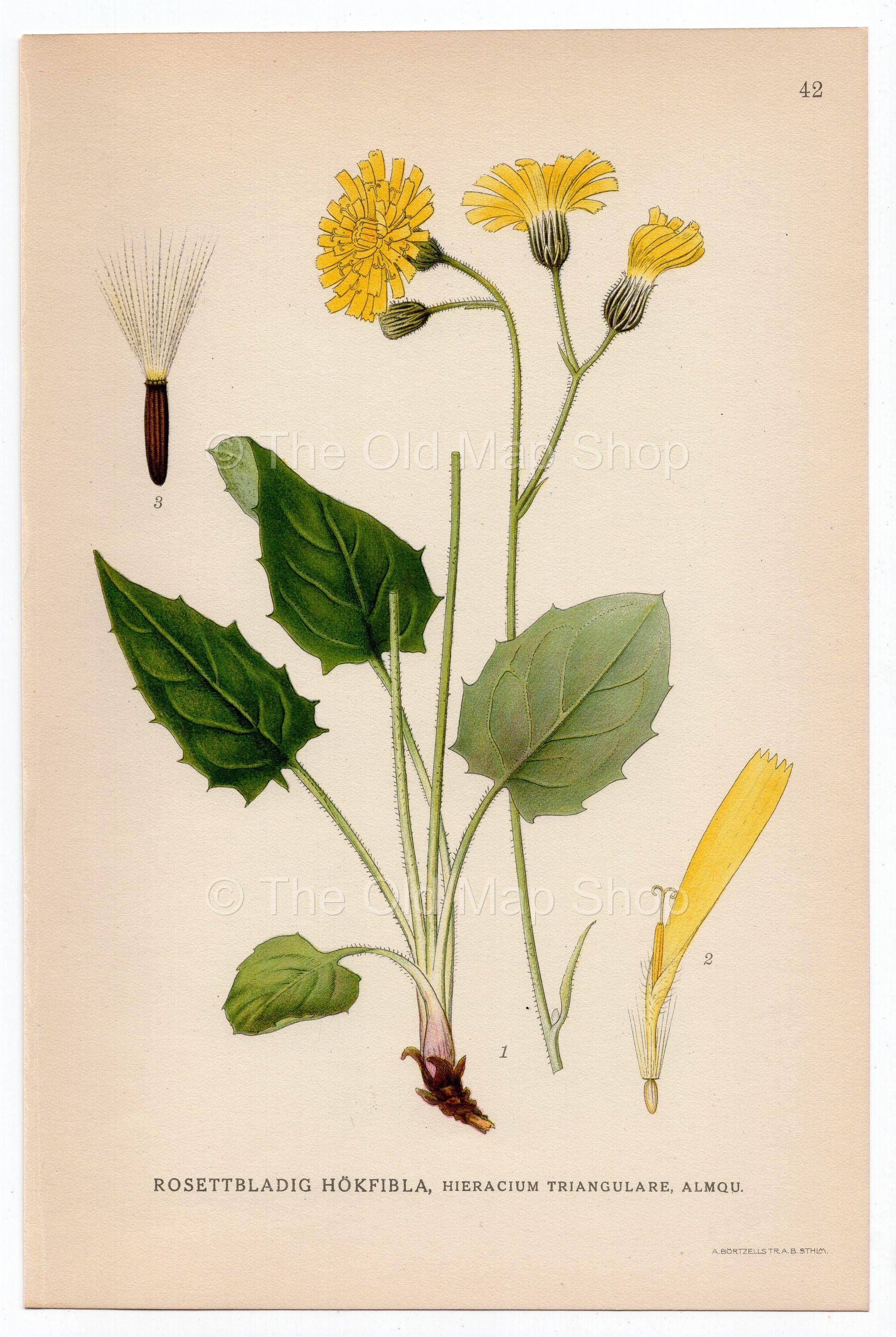 1926 Hawkweed (Hieracium triangulare) Lindman antique botanical print, plate 042