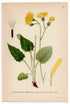 1926 Hawkweed (Hieracium triangulare) Lindman antique botanical print, plate 042