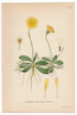 1926 Mouse-ear Hawkweed (Hieracium pilosella) Lindman antique botanical print, plate 043