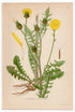 1926 Rough Hawksbeard (Crepis biennis) Lindman antique botanical print, plate 044