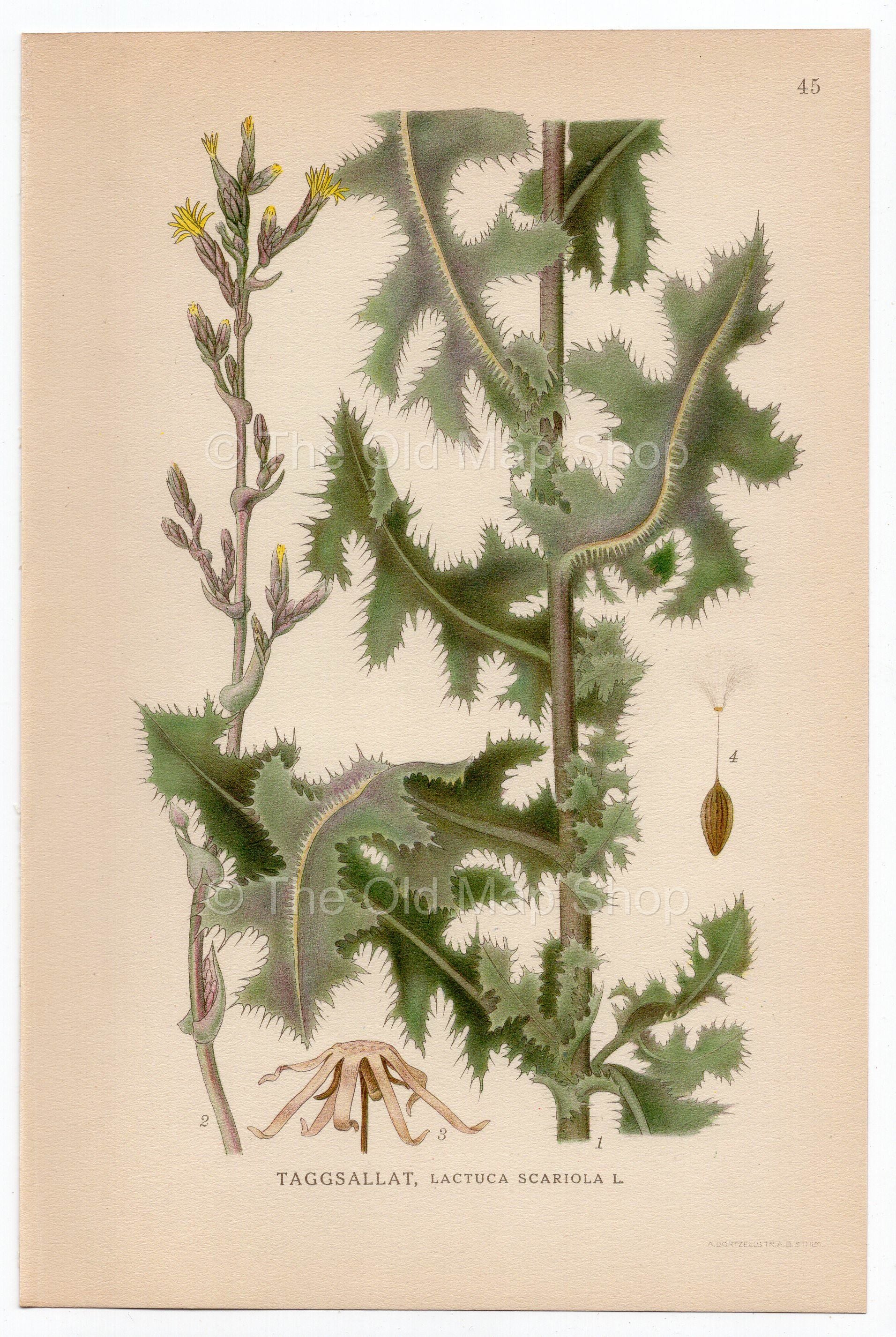 1926 Prickly Lettuce, Milk Thistle (Lactuca scariola, Serriola) Lindman antique botanical print, plate 045