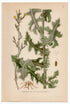 1926 Prickly Lettuce, Milk Thistle (Lactuca scariola, Serriola) Lindman antique botanical print, plate 045
