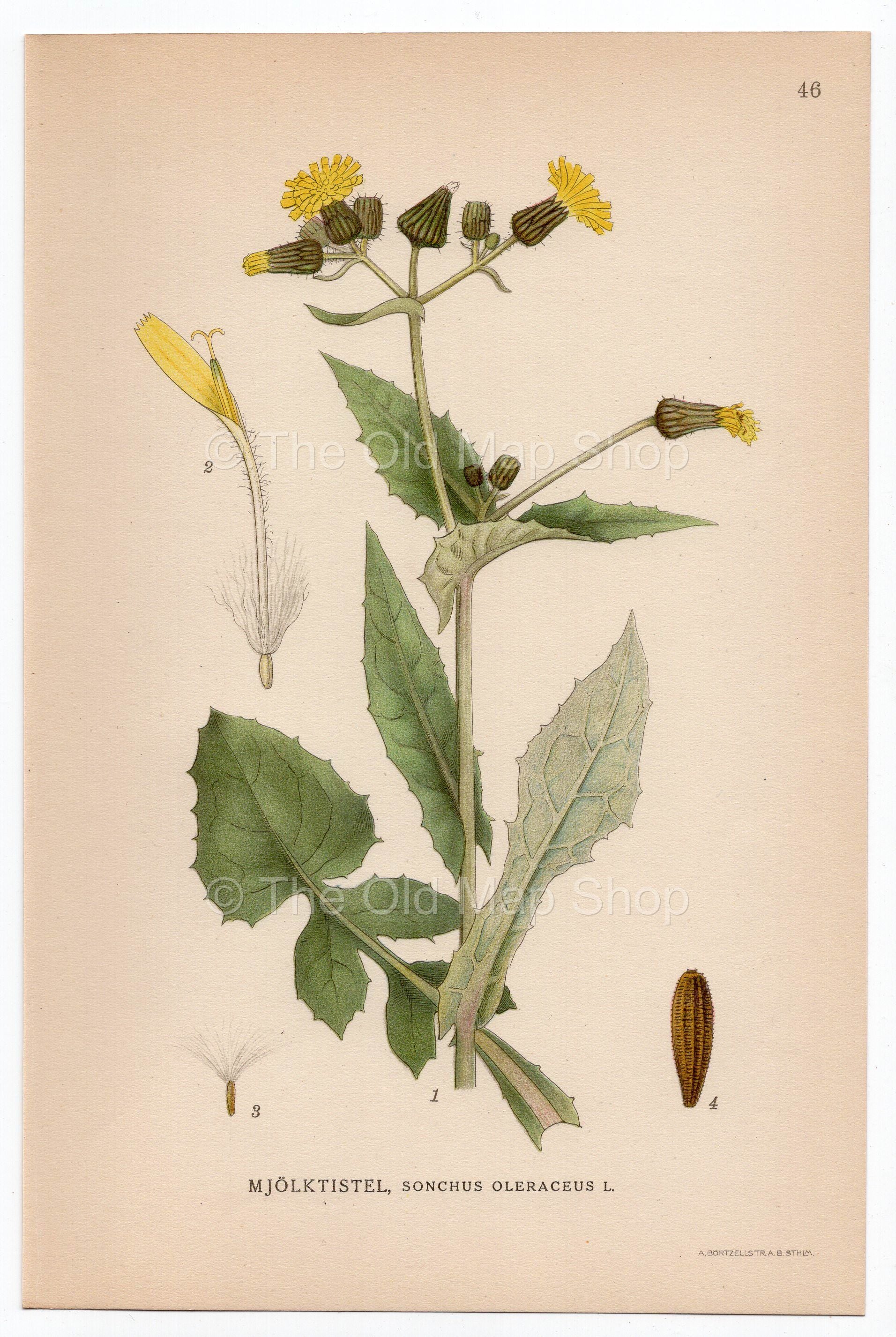 1926 Sowthistle, Sow Thistle (Sonochus oleraceus) Lindman antique botanical print, plate 046