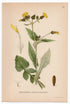 1926 Sowthistle, Sow Thistle (Sonochus oleraceus) Lindman antique botanical print, plate 046
