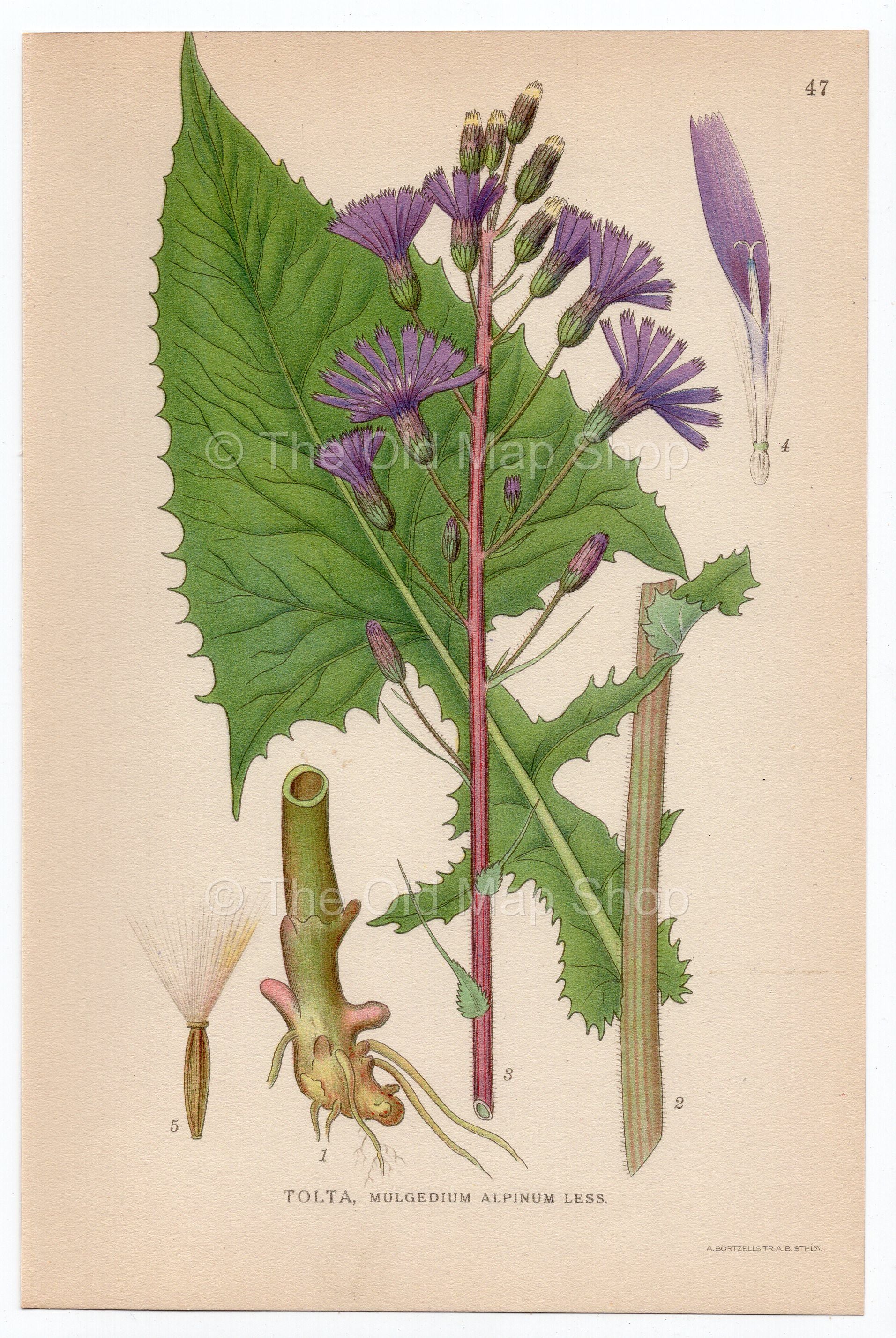 1926 Blue Sowthistle, Sow Thistle (Mulgedium Alpinum Less) Lindman antique botanical print, plate 047