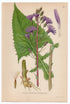 1926 Blue Sowthistle, Sow Thistle (Mulgedium Alpinum Less) Lindman antique botanical print, plate 047