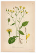 1926 Common Nipplewort (Lapsana communis) Lindman antique botanical print, plate 048